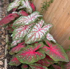 Gallery image 5 — DrewGreen Landscapes