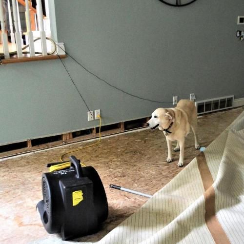 Gallery image 3 — free mold inspection Atlanta