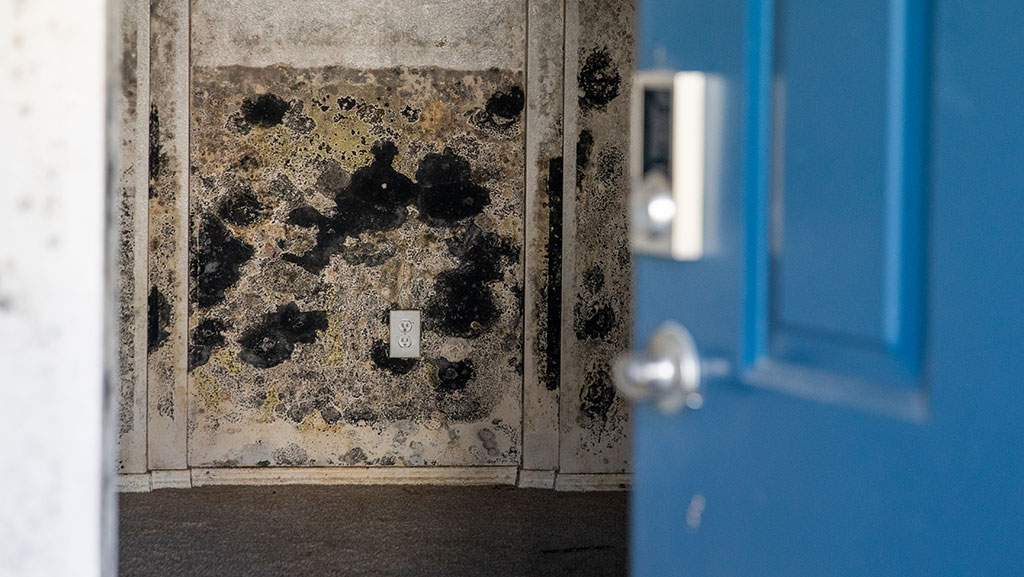 Gallery image 5 — emergency water damage cleanup Denver