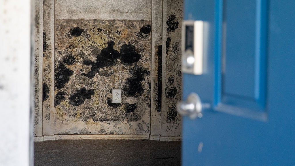 Gallery image 4 — emergency mold removal Denver