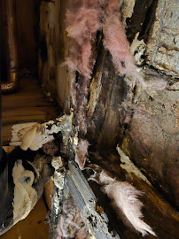 About mold remediation experts Central Denver