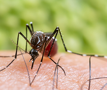 Gallery image 14 — lawn care Houston