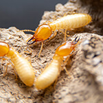 Gallery image 10 — roach exterminator Rio Grande Valley