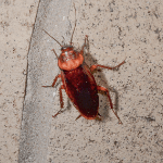 Gallery image 4 — roach exterminator Rio Grande Valley