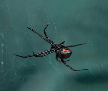 Gallery image 7 — lawn care Houston