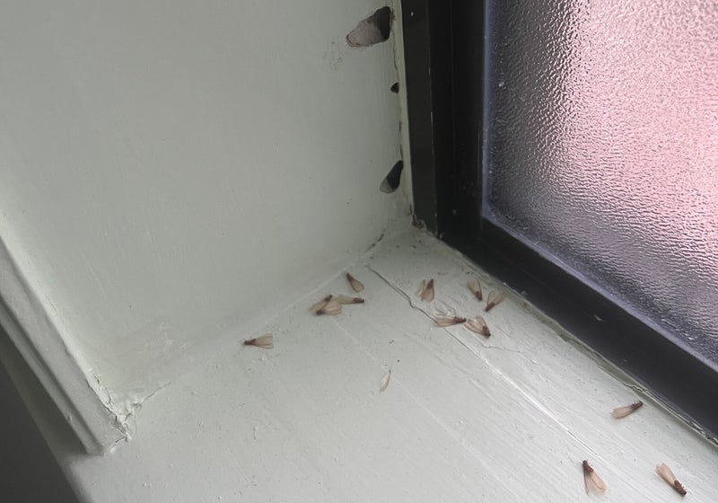 About pre-construction termite treatment Houston