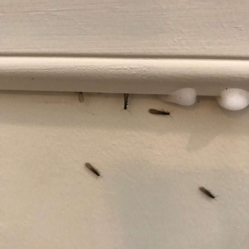 Gallery image 5 — pre-construction termite treatment Houston