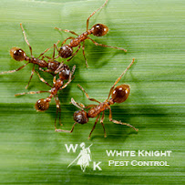 About White Knight Pest Control