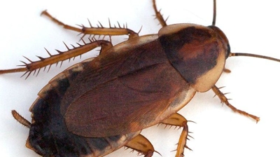 Gallery image 6 — emergency pest control Minnesota