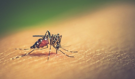 Gallery image 3 — emergency pest control Minnesota