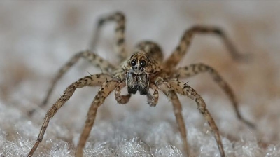 Gallery image 3 — White Knight Pest Control