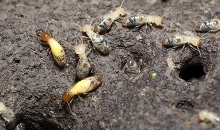 Gallery image 4 — White Knight Pest Control
