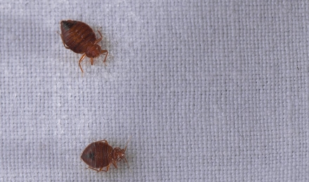 Gallery image 6 — White Knight Pest Control