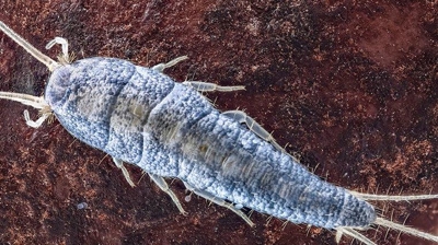Gallery image 7 — White Knight Pest Control