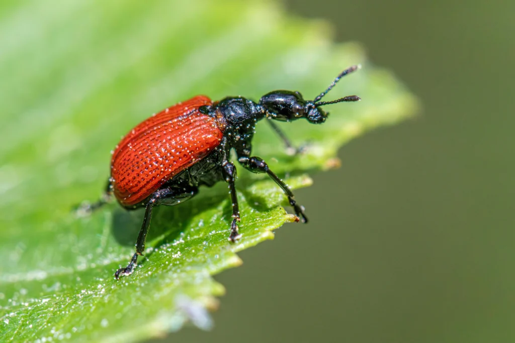 Gallery image 5 — cockroach exterminator Houston
