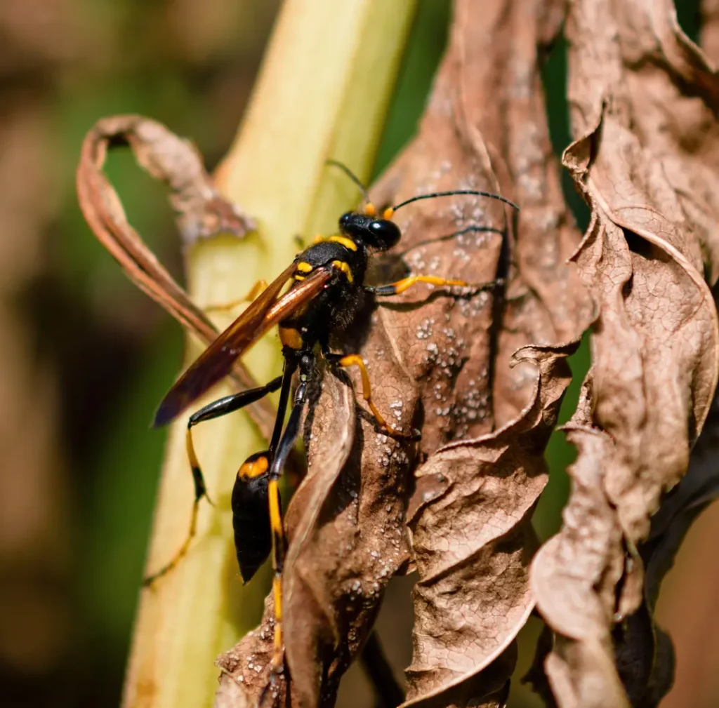 Gallery image 2 — All U Need Pest Control