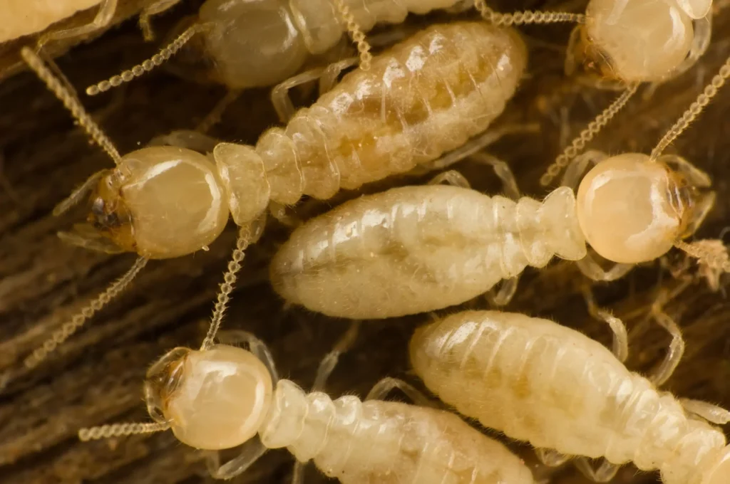 Gallery image 3 — All U Need Pest Control