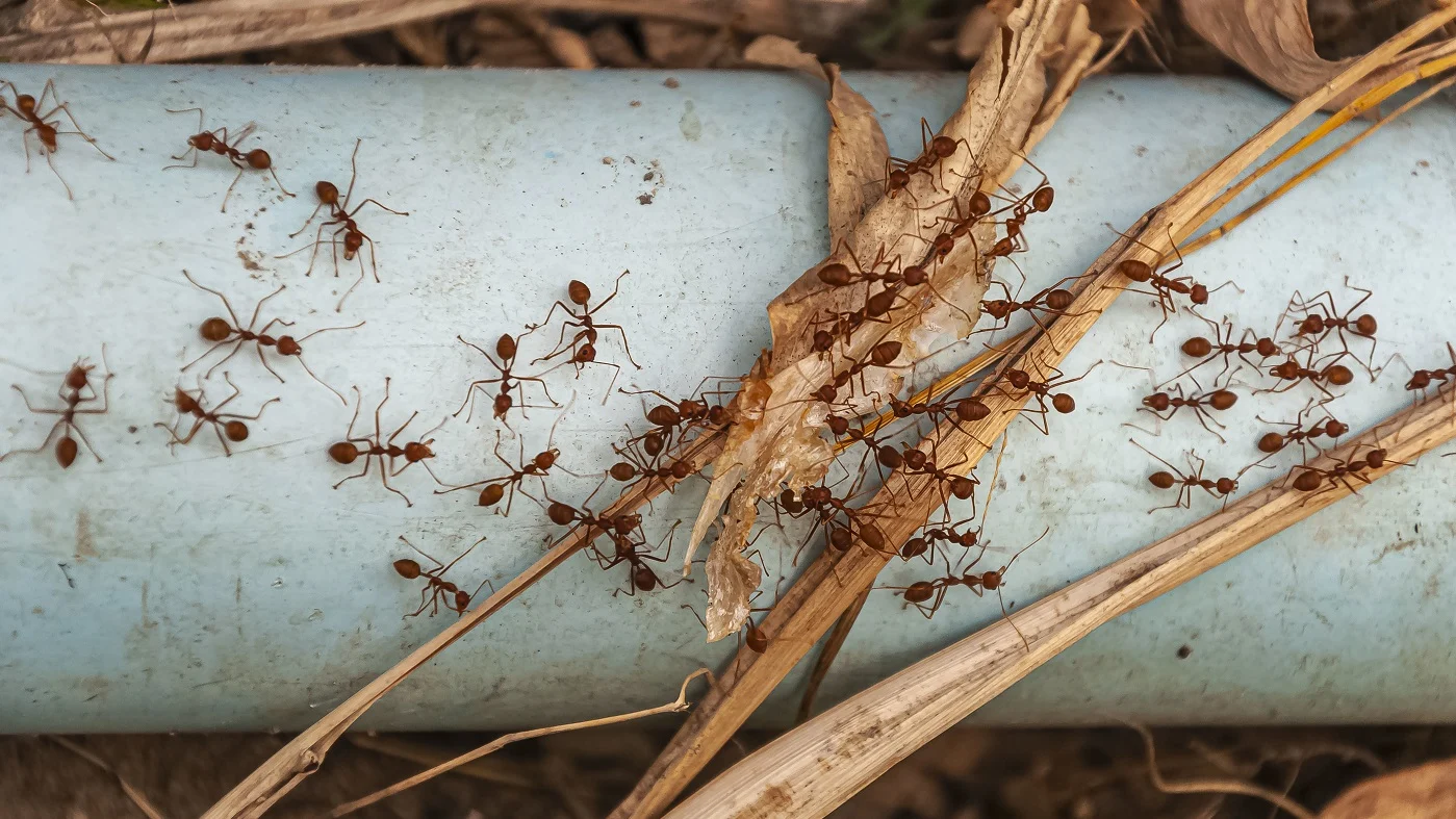 Gallery image 5 — All U Need Pest Control