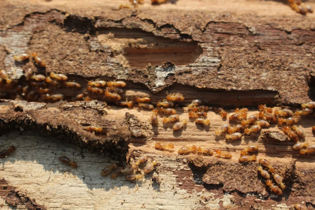 Gallery image 7 — All U Need Pest Control