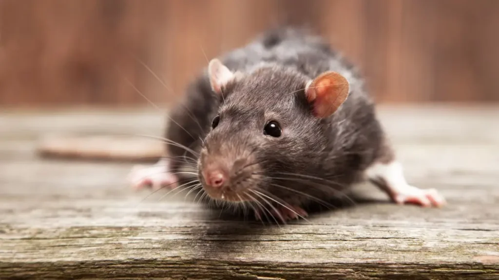 Gallery image 9 — All U Need Pest Control