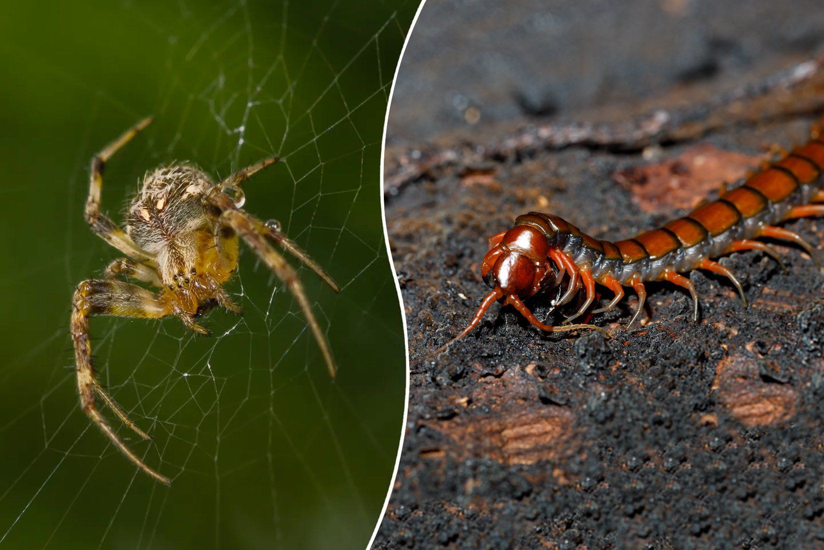 ant control Sugar Land