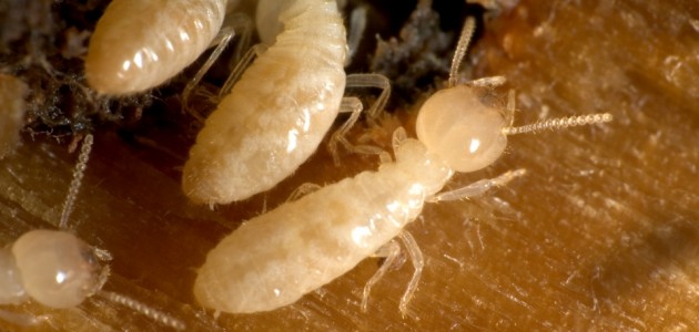 Gallery image 4 — Hunter Pest Control