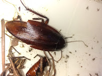 About Texas Exterminators