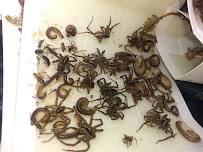 Gallery image 7 — Texas Exterminators