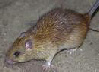 Gallery image 20 — Texas Exterminators