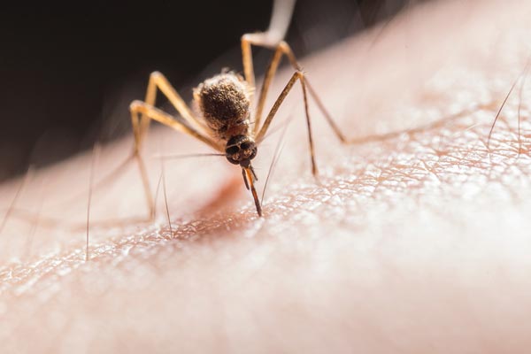 About Service Shield Pest Control