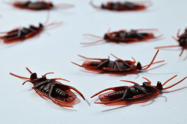 Gallery image 4 — Service Shield Pest Control