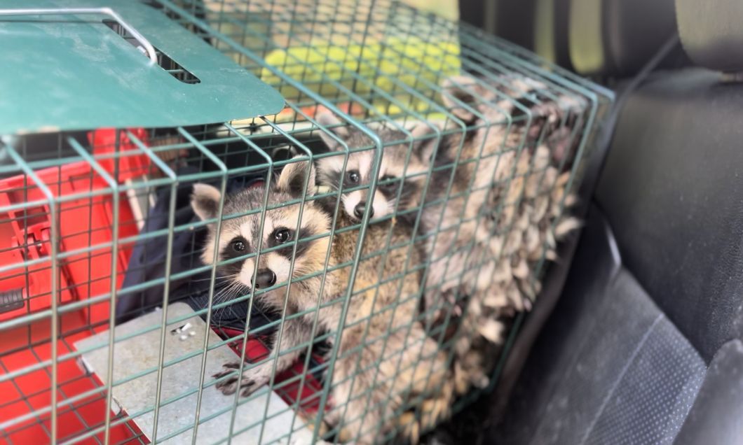 Gallery image 3 — dead animal removal Houston