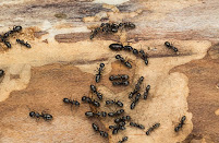 same-day pest control Texas
