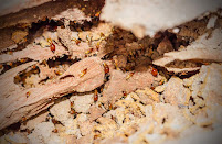 Gallery image 4 — free pest inspection near me