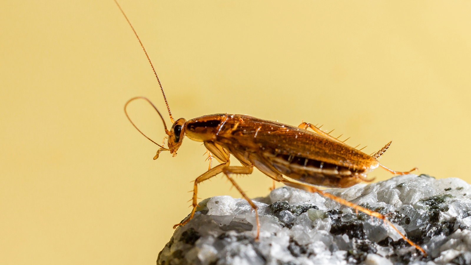 About fire ant control in South Belt, TX