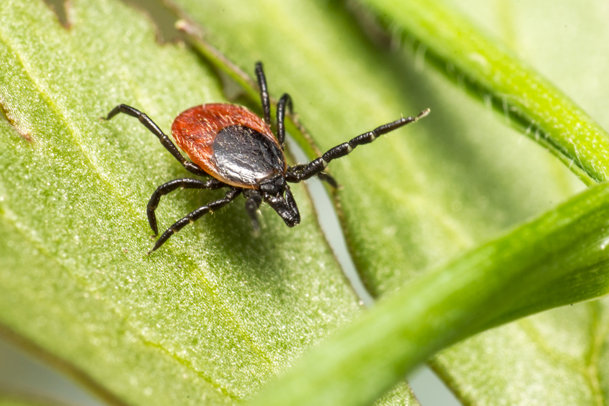 Gallery image 4 — fire ant control in South Belt, TX