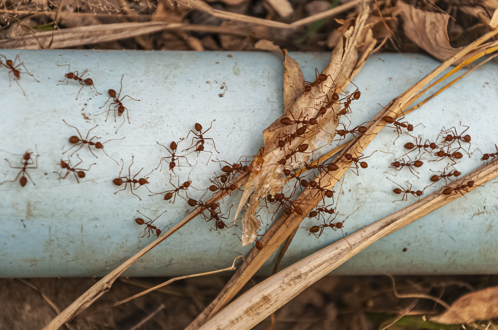 Gallery image 7 — fire ant control in South Belt, TX