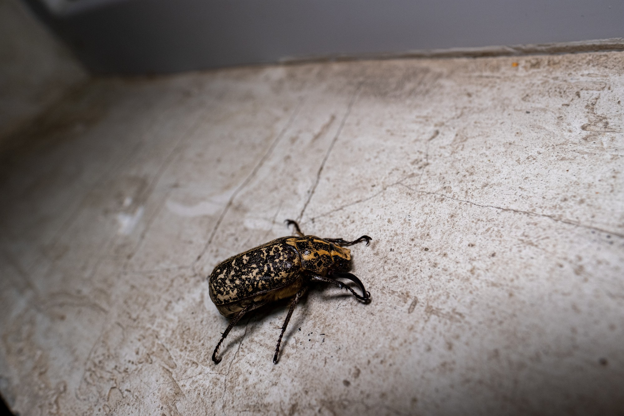 Gallery image 8 — fire ant control in South Belt, TX