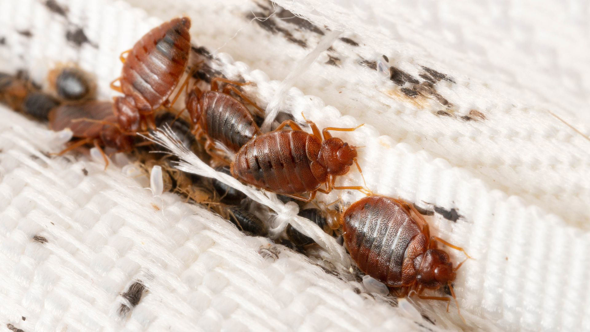 Gallery image 10 — fire ant control in South Belt, TX