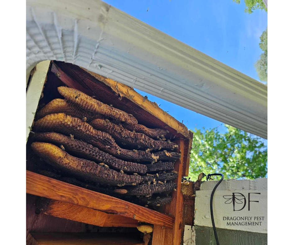 Gallery image 12 — fire ant control in South Belt, TX