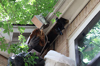 About best bee removal in Houston