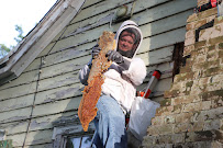 Gallery image 1 — best bee removal in Houston