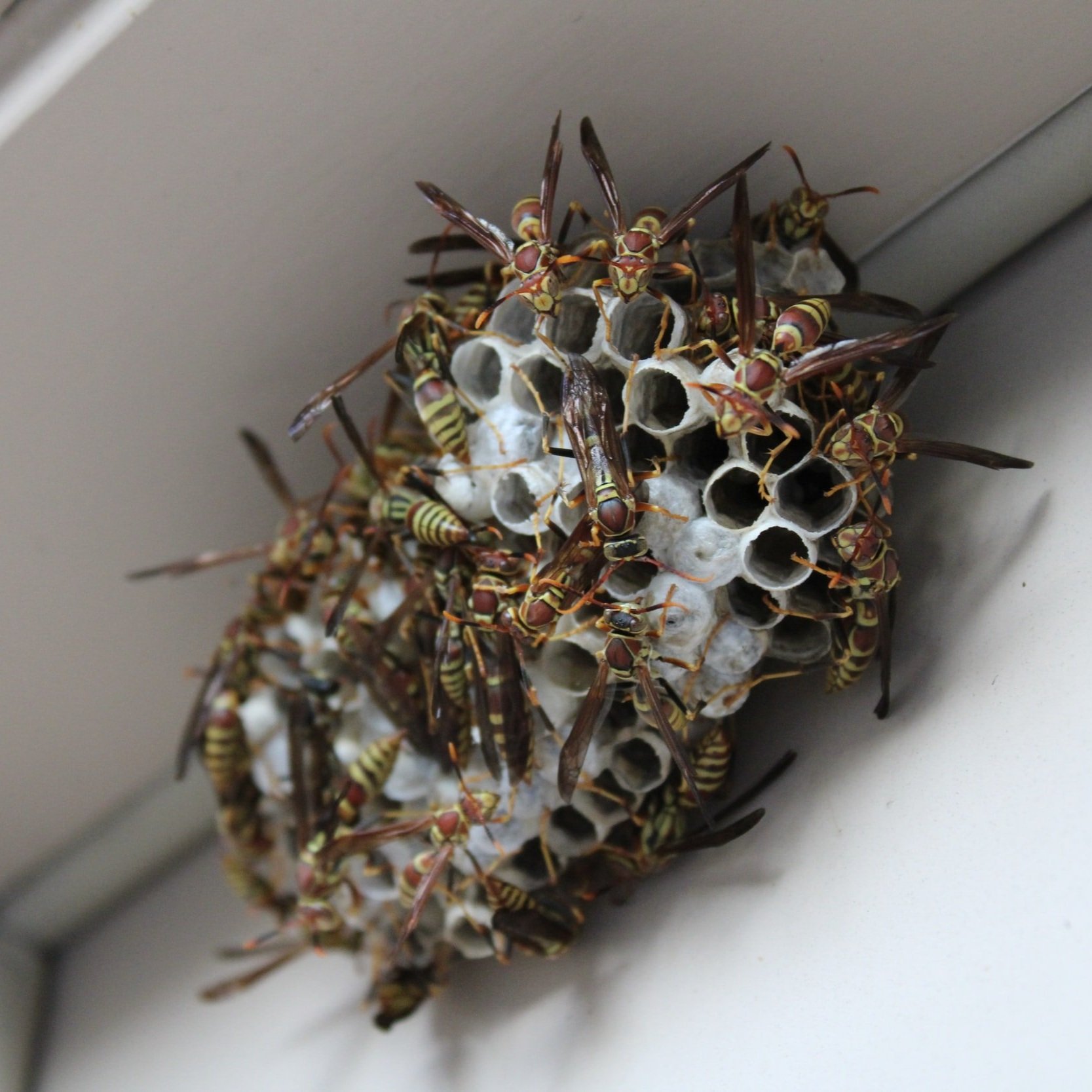 Gallery image 2 — best bee removal in Houston