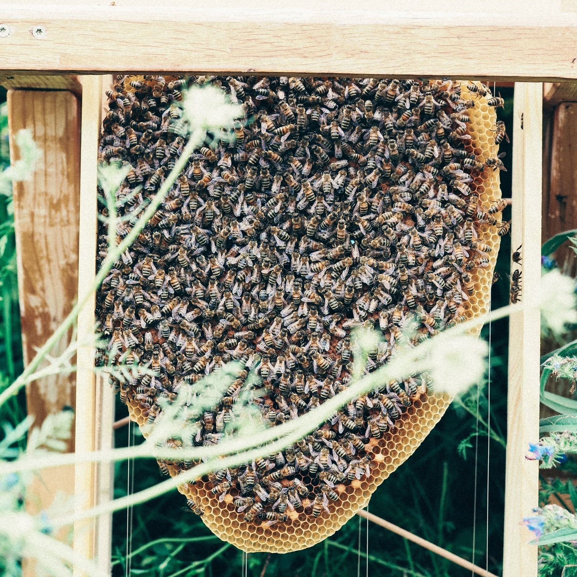 Gallery image 6 — best bee removal in Houston