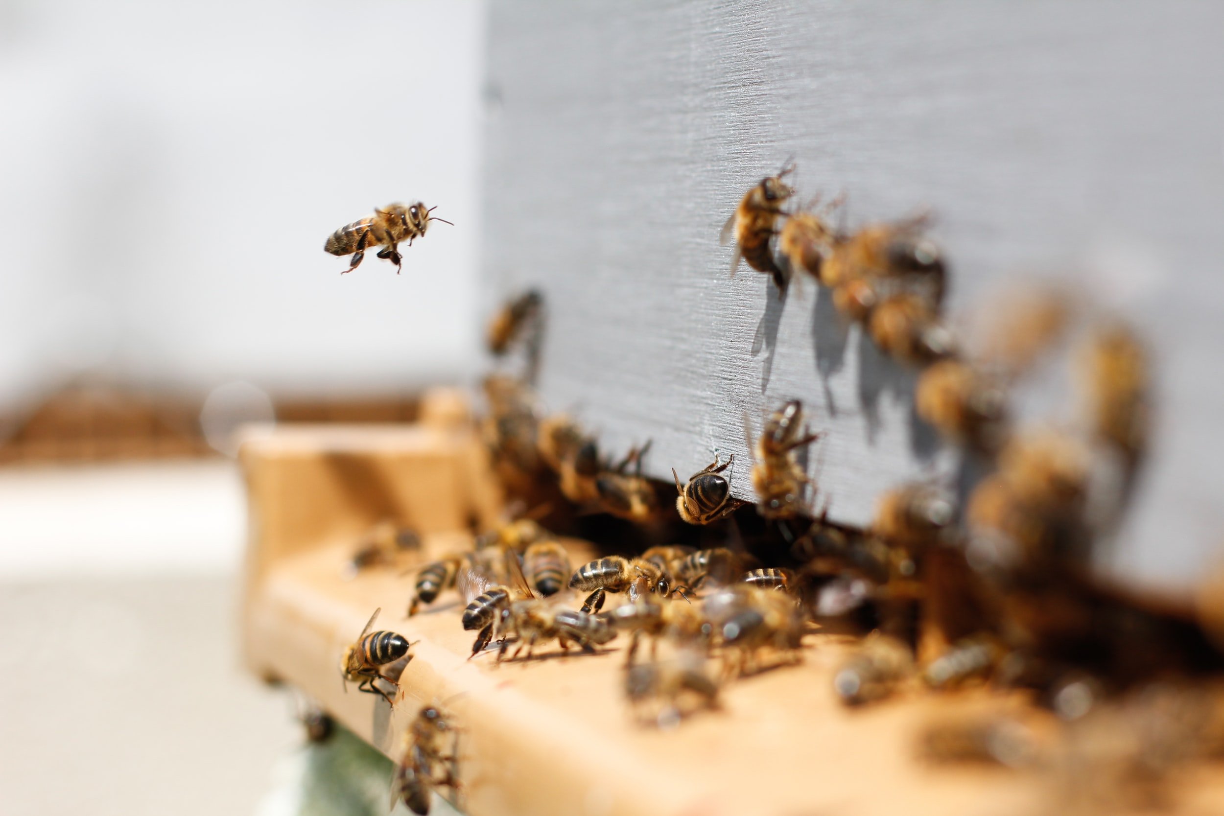 best bee removal in Houston