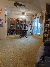 About pet stain removal Houston
