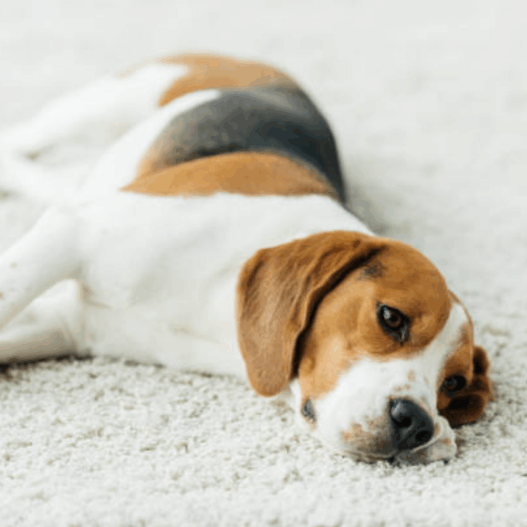 Gallery image 8 — pet stain removal Houston