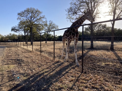 ranch fencing San Antonio