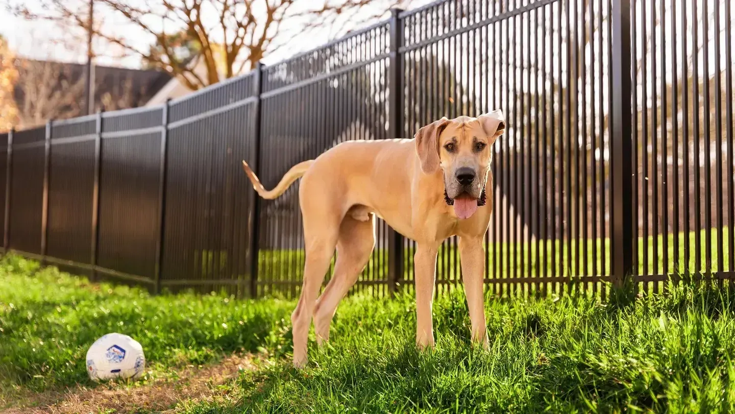 fence installation near me