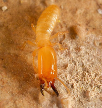 Gallery image 3 — cockroach extermination San Antonio